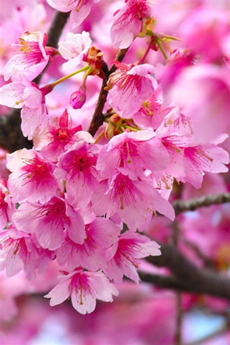 Flower Pink Cherry Blossoms Android Wallpaper