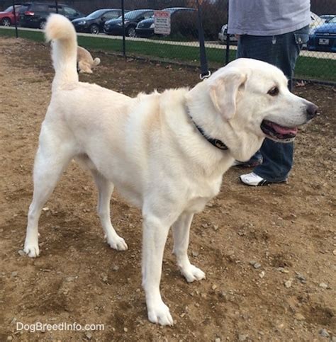 Lab great pyrenees mixes 🐕 are adorable, but are they the perfect dog for you? Pyrador Dog Breed Information and Pictures