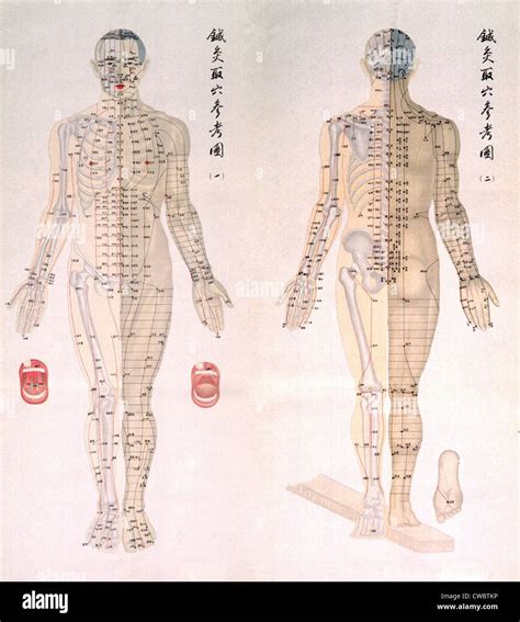 Chinese Chart Of Acupuncture Points On A Male Body With Bones Are