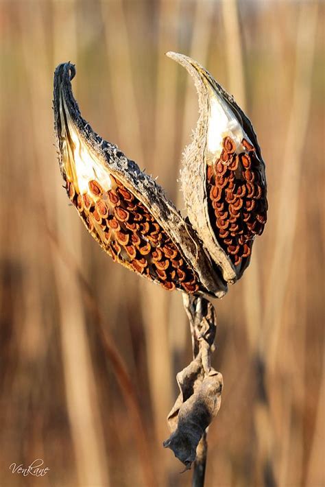 Its seeds may remain viable in the soil for up the unusual pods of the mayu bush of central and southern chile. ˚Milkweed seeds | Milkweed pods, Milkweed seeds, Seed pods