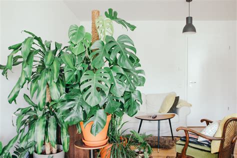 Plantas De Interior Las Mejores Especies Para Tener En Casa