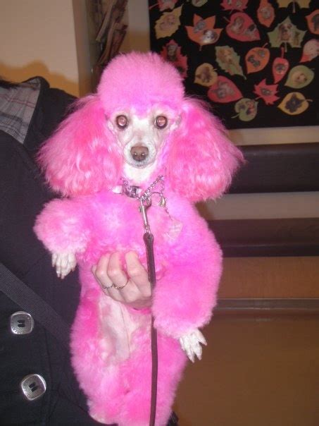 Pink Poodle Pink Poodle Pink Dog Cute Puppies