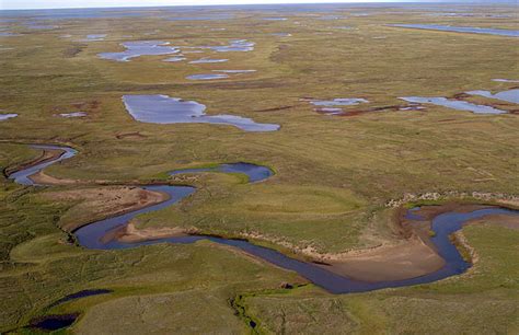 Teshekpuk Lake Singled Out As Hub For Nesting Arctic Birds Anchorage