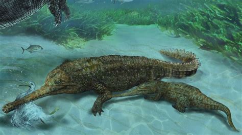 7 Million Year Old Crocodile Fossil Found In Peru