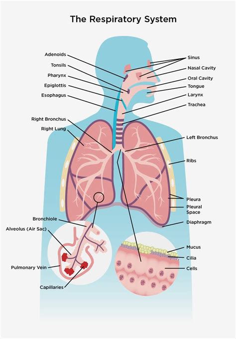 Respiratory System Canadian Lung Association