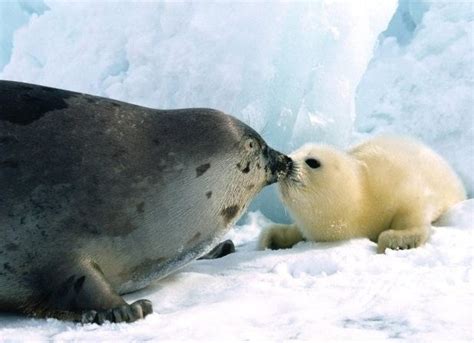 Precious Mother And Baby Seal Cute Animals Kissing Funny Animals