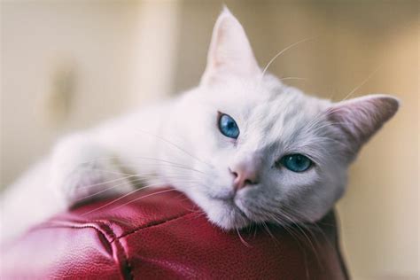 Hidden Causes Of Pain In Cats