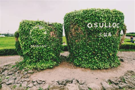Osulloc Tea Museum And Green Tea Fields Jeju Island South Korea