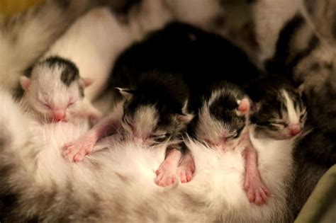 Anak Kucing yang Baru Lahir harus dirawat dengan baik dan benar