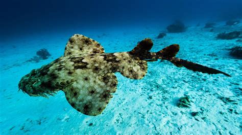 Windows 10 Theme: Download 'National Geographic Underwater PREMIUM