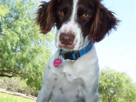 French Brittany Spaniel Puppies For Sale Near Me Cute Puppies