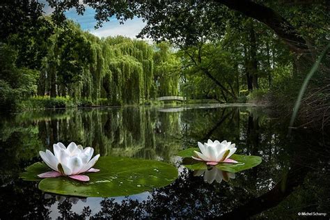 Natural Photography Itsnaturalpixx Twitter Water Lily Pond Lily