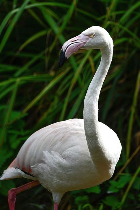Beautiful Portrait Of Greater Flamingo Phoenicopterus Roseus Bir