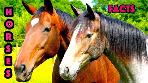 5 Facts About Horses For Kids Horses Facts Youtube