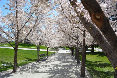 The Cherry Blossoms At The Utah State Capitol Mark The Arrival Of Spring