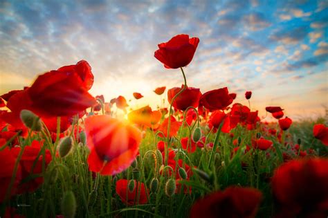 Poppies By Thomas Frömmel On 500px Flowers Photography Beautiful