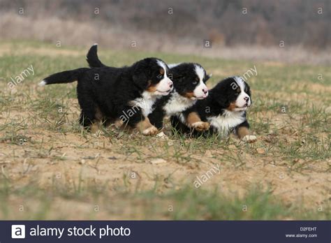 Three Berneses Hi Res Stock Photography And Images Alamy