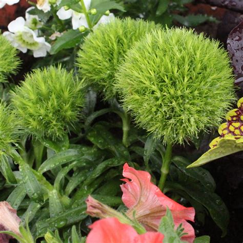 Zed Dialogue Small Green Ball Flowers Shrubs Multiflora Enterprises