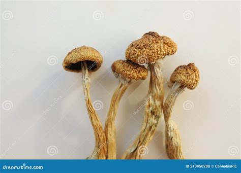 Psilocybe Cubensis Mushrooms Isolated On White Background Stock Photo