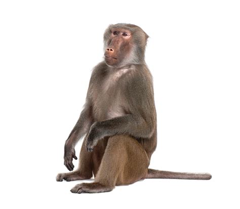 Monkey Png Transparent Background Images