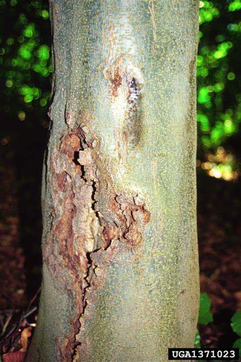 Beech Bark Disease Nectria Coccinea