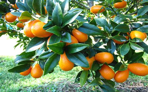 Citrus Kumquat Trees For Sale