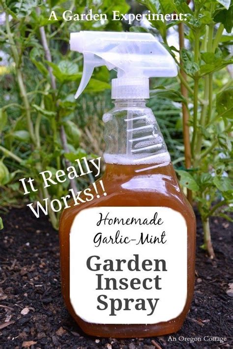 Homemade Garden Insect Spray Med Billeder Naturhave