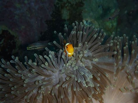 Nemo E Anemone Di Mare Fotografia Stock Immagine Di Egitto 71654784