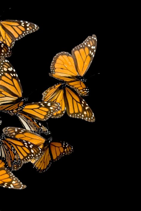 Monarch Butterfly Wallpapers Most Popular Monarch Butterfly
