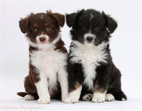 The breed is often trained for dog sports such as herding, agility, obedience, canine freestyle, flyball, and others. Dogs: Mini American Shepherd puppy photo WP38448