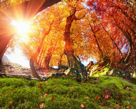 Magic Autumn Forest Stock Photo By © 90525672