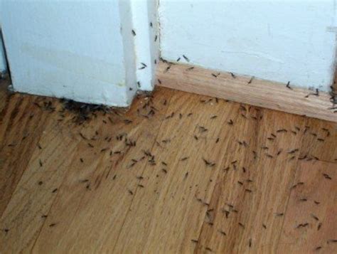 So You Think You Have Termites How To Tell For Sure Dengarden