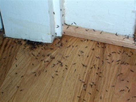 Can you tell yourself when you are dilating? So You Think You Have Termites? How to Tell for Sure ...