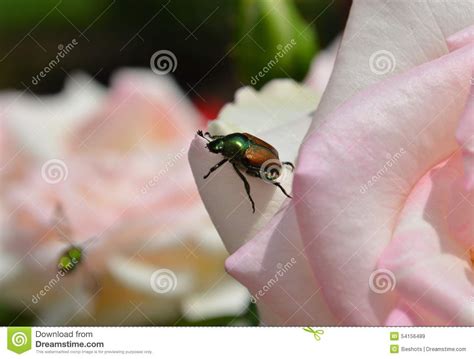 Japanese Beetle On A Rose Stock Image Image Of Bugs 54156489