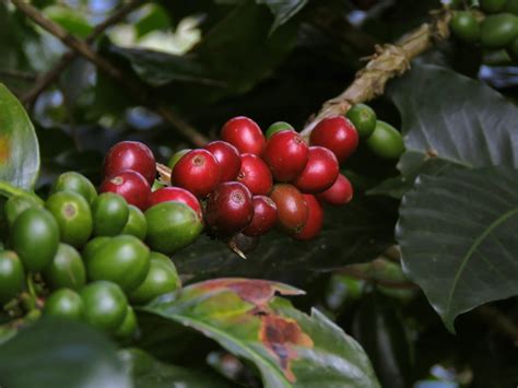 Can You Grow Coffee Beans Heres How To Grow Coffee Beans Explained