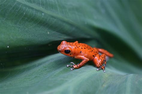 Filered Poison Dart Frog Wikimedia Commons