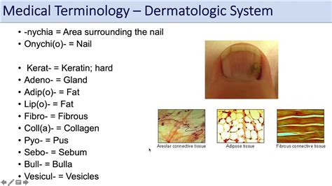 Medical Terminology Lesson 10 Skin And Skin Conditions Dermatology