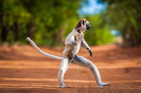 This Leaping Lemur Likes To Move It Move It Huffpost Uk