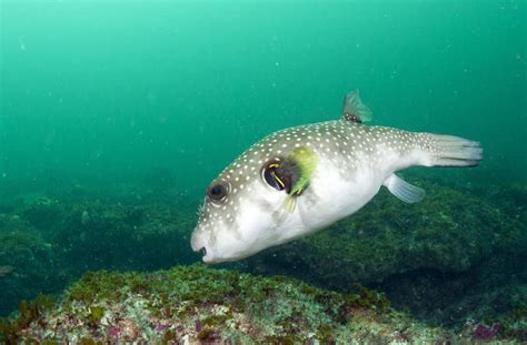 Dynamic cartoon puffer fish illustration animation illustration. Ikan Buntal, Racunnya 100 Kali Lebih Mematikan dari ...