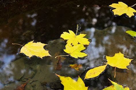 32300 Leaf Floating In Water Stock Photos Pictures And Royalty Free