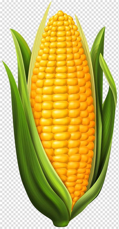 Yellow Corn Illustration Corn On The Cob Maize Corn Transparent