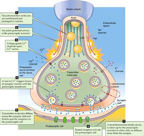 Synaptic Transmission And The Neuromuscular Junction Physiology Of