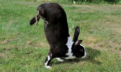 Los Conejos Que Caminan Sobre Sus Patas Delanteras ¡no Sabes Nada