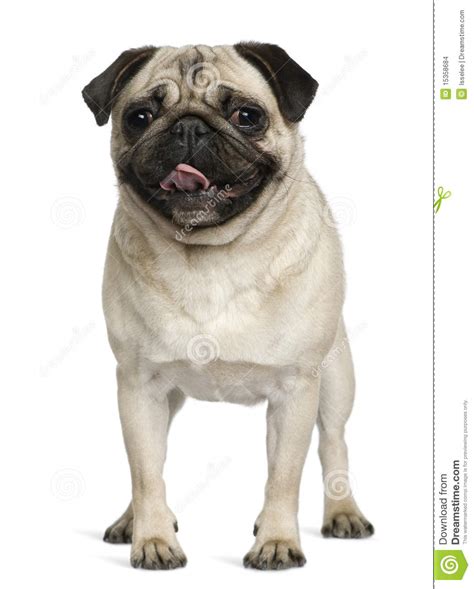 They're the perfect pet for the working parent. Pug, 2 Years old, standing stock photo. Image of full ...