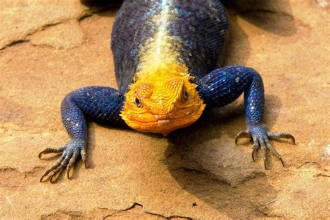 Agama Lizard Lizard Amphibians Reptiles And Amphibians