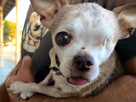 We do not condone puppy mills, and we strongly discourage against all breeding we encourage people to consider adoption if they are experienced and have the means to care for an adopted or rescued dog. Puppy mill survivor Harley the Chihuahua leads other ...