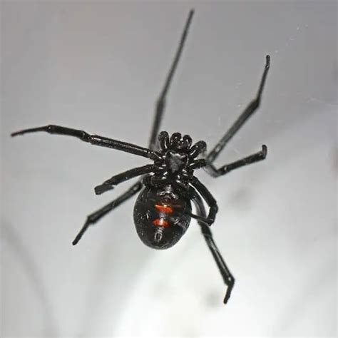 Latrodectus Variolus Northern Black Widow Usa Spiders