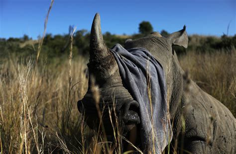 Rhino Poachers Return In South Africa With Serious Number Of Poaching