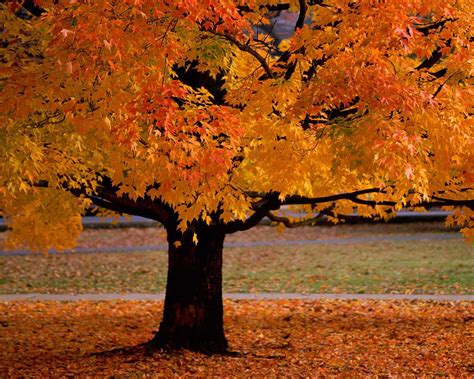 Autumn Tree Wallpaper Free Hd Backgrounds Images Pictures