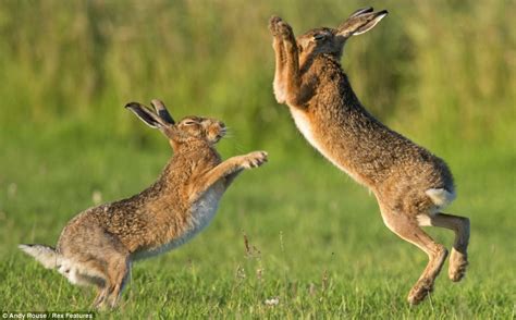 Paws At Dawn With Their Eyes Screwed Shut The Hares Jump Around Ready To Take Aim At Their